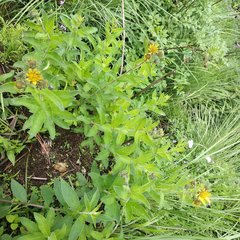 Verbesina seatonii