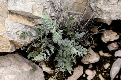 Notholaena greggii