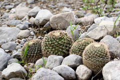 Mammillaria grusonii
