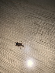 Metamasius hemipterus