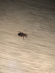 Metamasius hemipterus