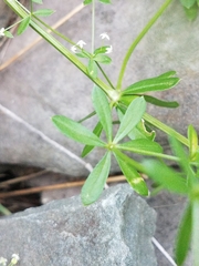 Galium concinnum