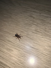 Metamasius hemipterus