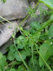 Galium concinnum