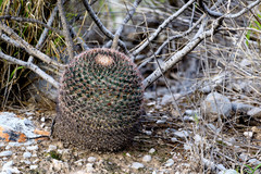 Mammillaria grusonii