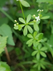 Galium concinnum