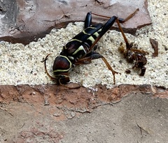 Neoclytus mucronatus