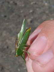 Orchelimum gladiator