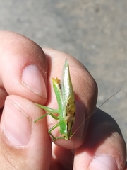 Orchelimum gladiator