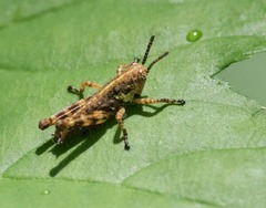 Booneacris glacialis