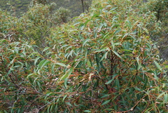 Eucalyptus marginata marginata