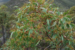 Eucalyptus marginata marginata