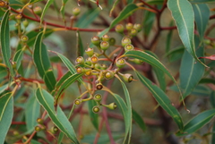 Eucalyptus marginata marginata