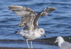 Larus fuscus