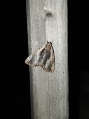 Catocala ultronia