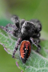 Phidippus pompatus
