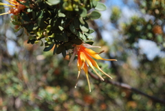Lambertia inermis