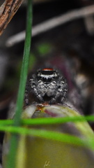 Phidippus pompatus