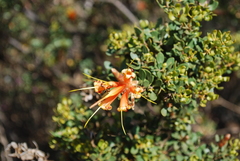 Lambertia inermis