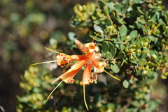 Lambertia inermis