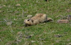 Spermophilus