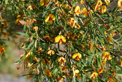 Bossiaea linophylla