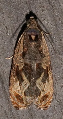 Olethreutes nigranum