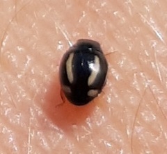 Hyperaspis quadrivittata