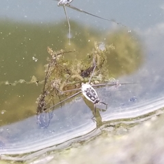 Trepobates subnitidus