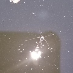 Trepobates subnitidus