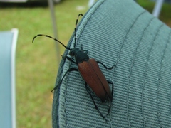 Stictoleptura canadensis