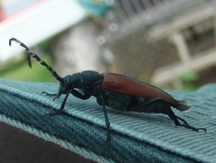 Stictoleptura canadensis