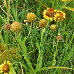Helenium