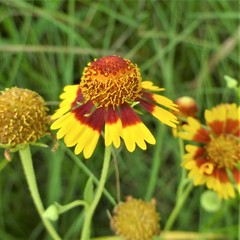 Helenium