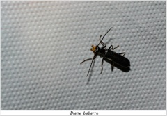 Dichelotarsus piniphilus