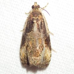 Olethreutes connectum
