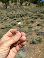 Leptosiphon breviculus