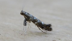 Gracillaria syringella