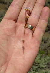 Leptosiphon breviculus