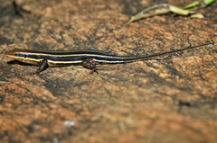 Trachylepis
