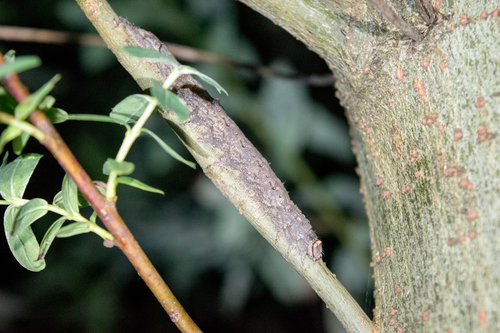 Darling Underwing photo 5