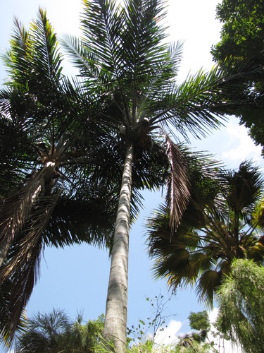 Overtop palm (Syagrus amara)