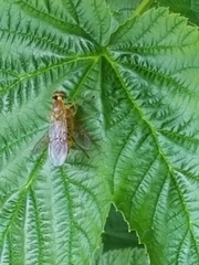 Ptecticus trivittatus