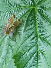 Ptecticus trivittatus