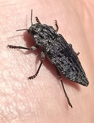 Dicerca tenebrosa
