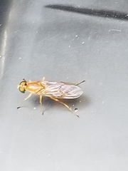 Ptecticus trivittatus