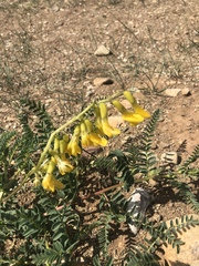 Astragalus mongholicus