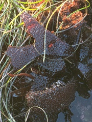 Chondracanthus spinosus