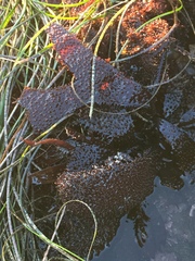 Chondracanthus spinosus