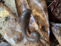 Narceus americanus